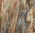 Colorful Petrified Wood Slab - Madagascar #51271-1
